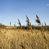A wheat field