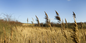 A wheat field
