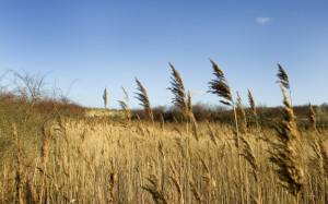 A wheat field