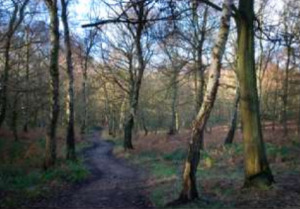 Winter woodland with dirt path