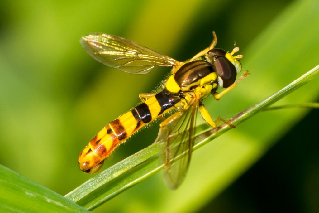 hoverfly