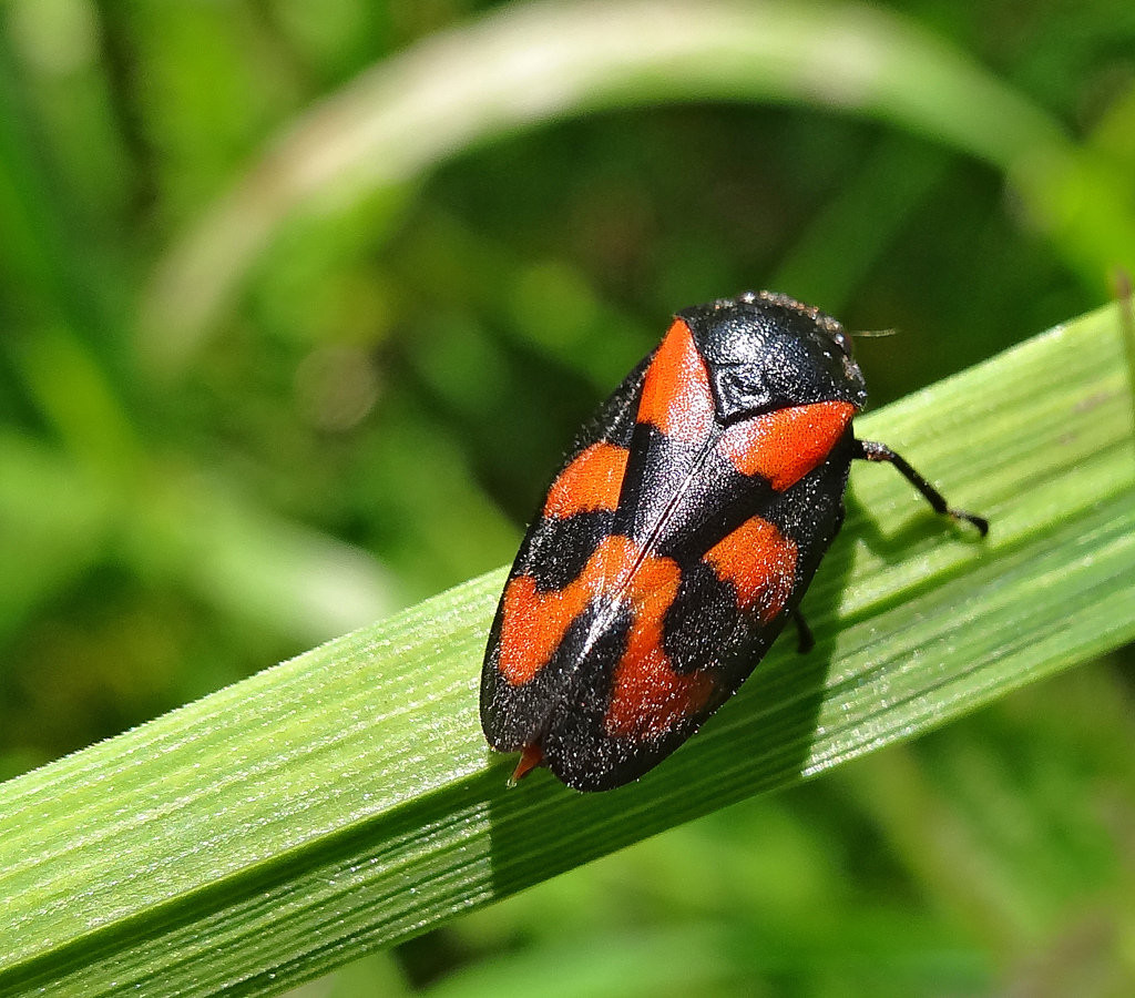 red & black frog hopper