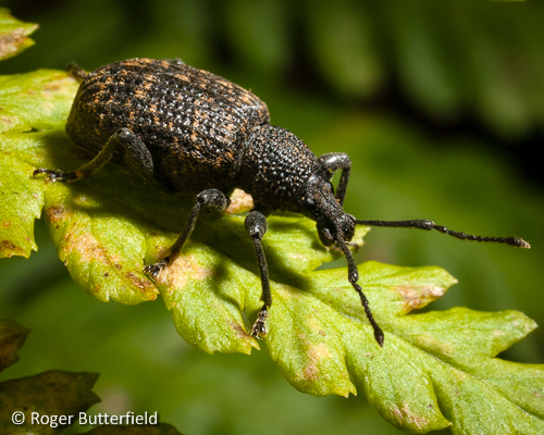 Weevil Identification Workshop - Discover Dearne