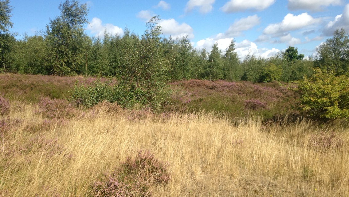 Heathland