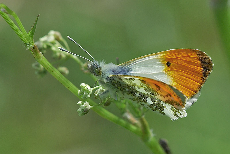 orange_tip-00022