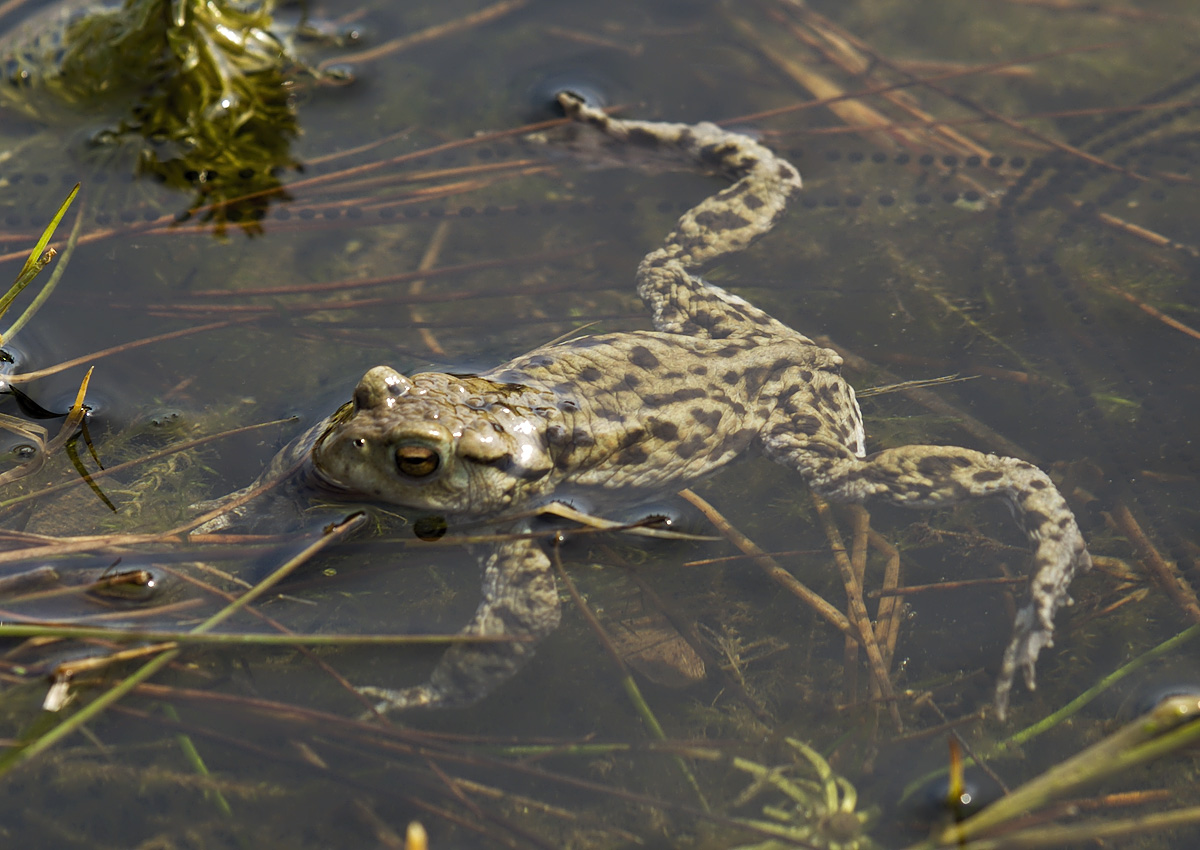 common_toad-00053