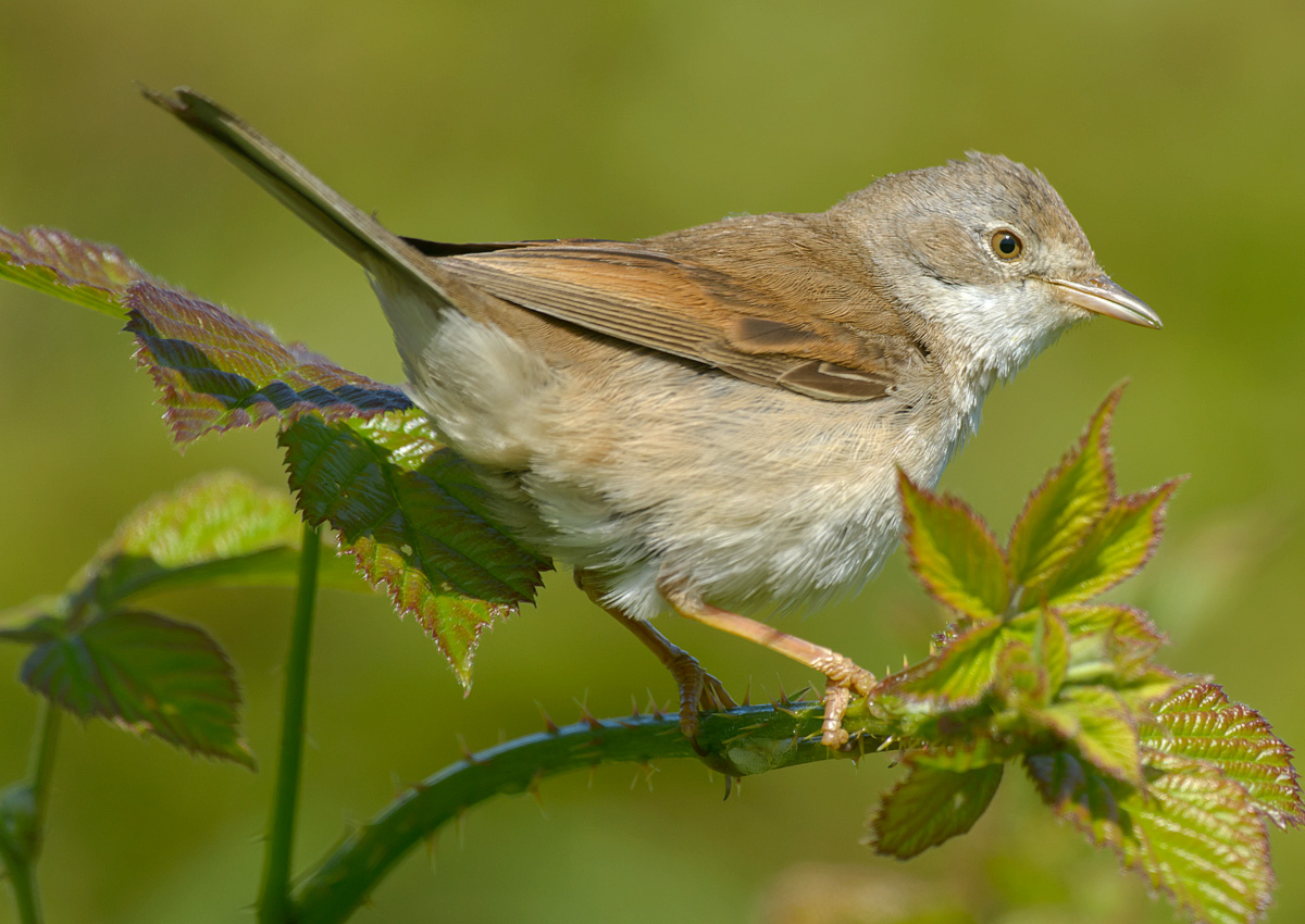 whitethroat-00527